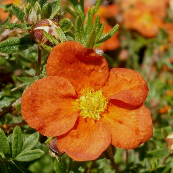 Potentilla fruticosa 'Red Ace' - Cserjés pimpó