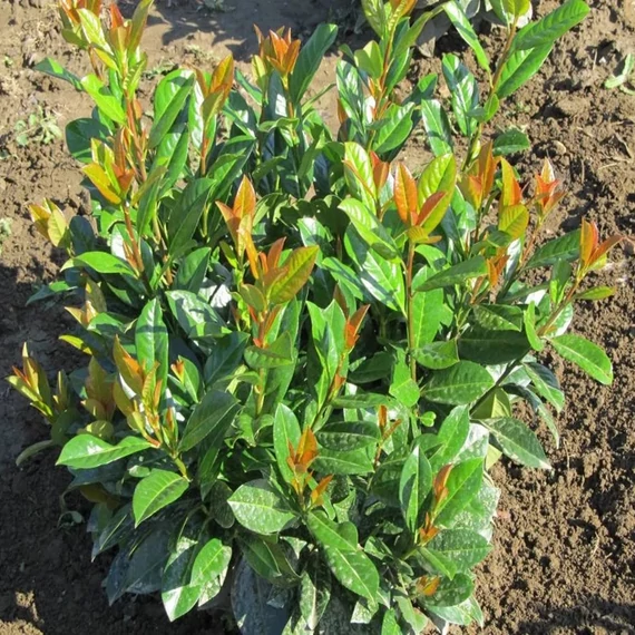 Prunus laurocerasus 'Ani' – Babérmeggy