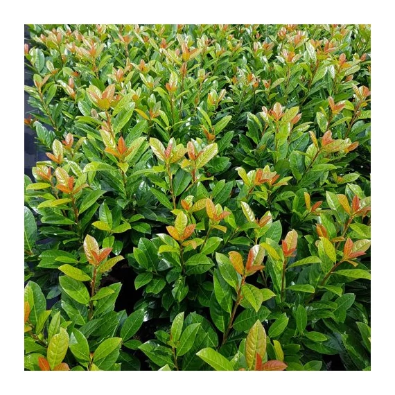 Prunus laurocerasus 'Antonius' - Babérmeggy