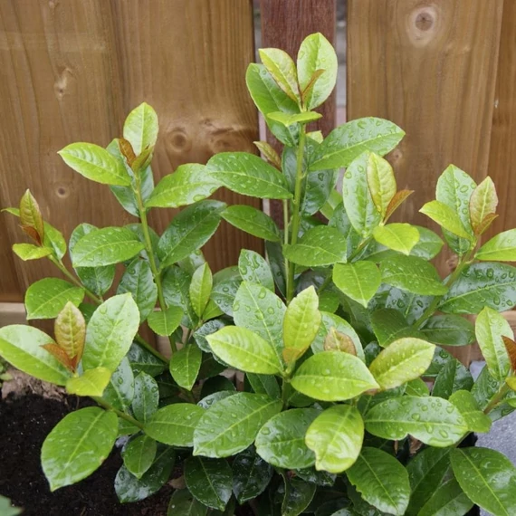 Prunus laurocerasus 'Antonius' - Babérmeggy
