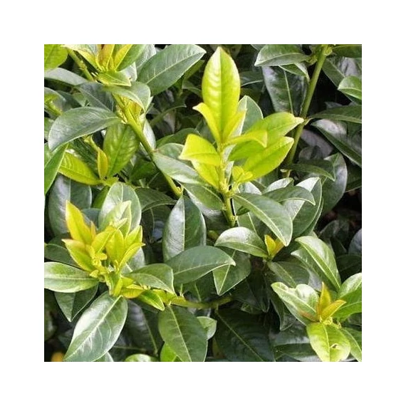 Prunus laurocerasus 'Baumgartner' - Babérmeggy