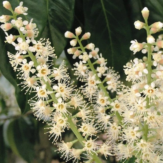 Prunus laurocerasus 'Baumgartner' - Babérmeggy