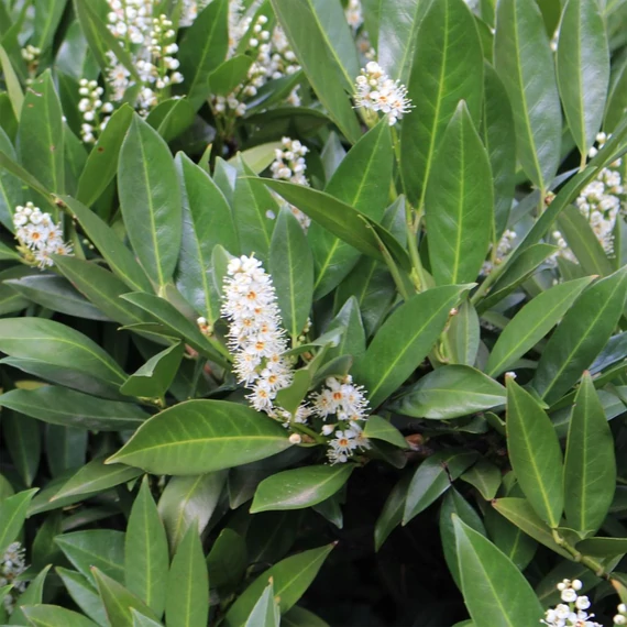 Prunus laurocerasus 'Caucasica' - Babérmeggy
