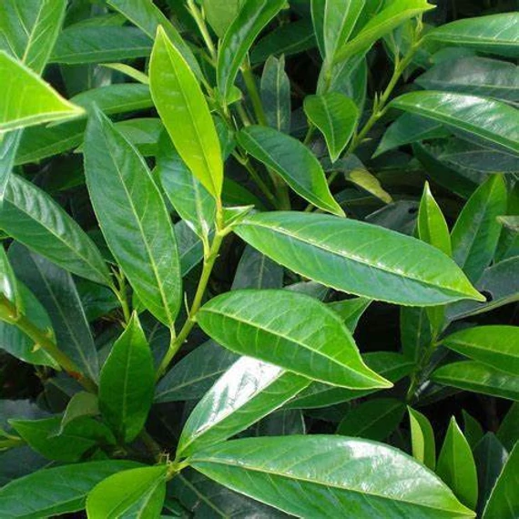 Prunus laurocerasus 'Caucasica' - Babérmeggy