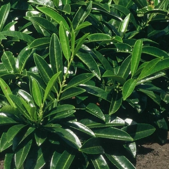 Prunus laurocerasus 'Caucasica' - Babérmeggy