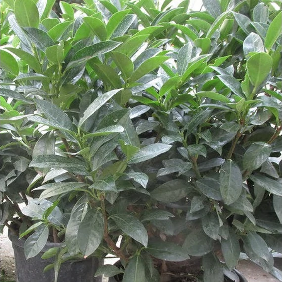 Prunus laurocerasus 'Cippora' - Babérmeggy