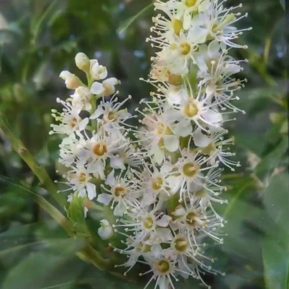 Prunus laurocerasus 'Cippora' - Babérmeggy