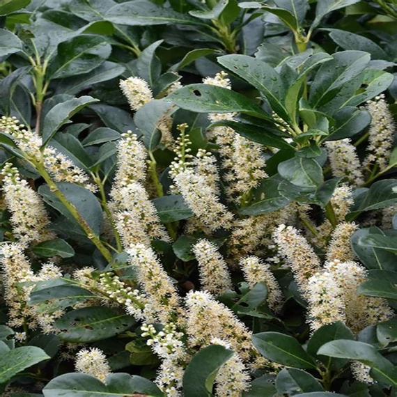 Prunus laurocerasus 'Etna' - Babérmeggy