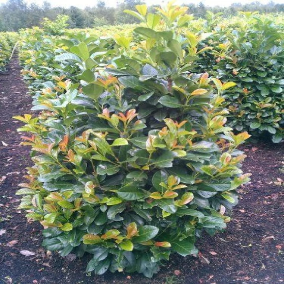 Prunus laurocerasus 'Etna' - Babérmeggy