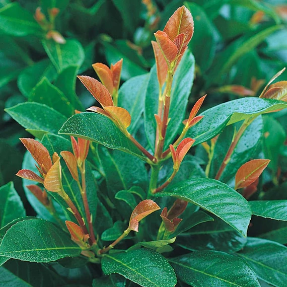 Prunus laurocerasus 'Etna' - Babérmeggy