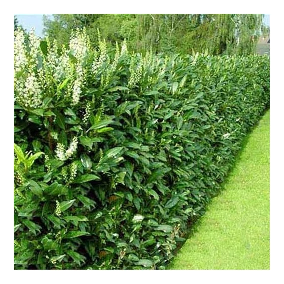 Prunus laurocerasus 'Genolia' - Babérmeggy