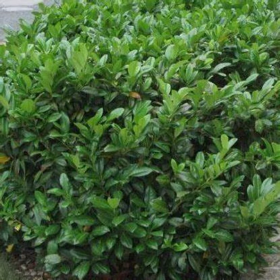 Prunus laurocerasus 'Kleopátra' - Babérmeggy