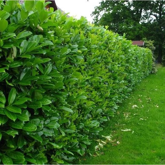 Prunus laurocerasus 'Novita' - Babérmeggy