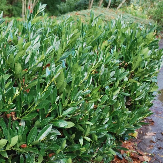 Prunus laurocerasus 'Otto Luyken' - Babérmeggy