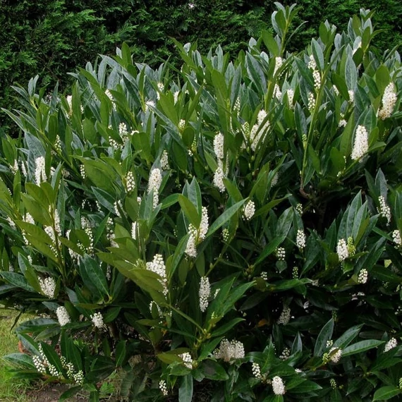 Prunus laurocerasus 'Otto Luyken' - Babérmeggy