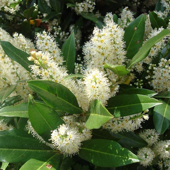 Prunus laurocerasus 'Otto Luyken' - Babérmeggy