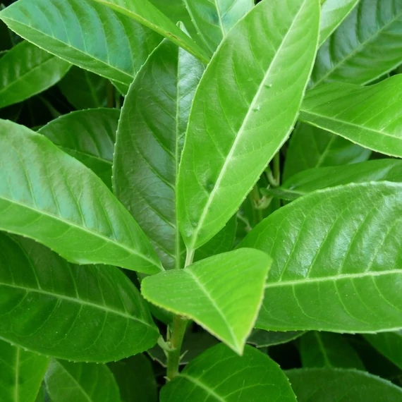 Prunus laurocerasus 'Rotundifolia' - Babérmeggy