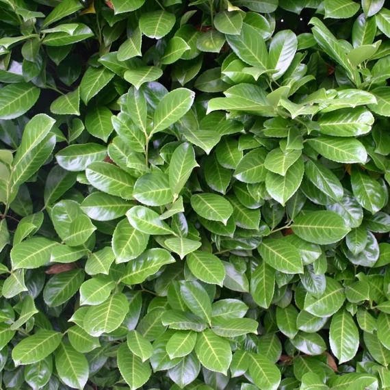 Prunus laurocerasus 'Rotundifolia' - Babérmeggy