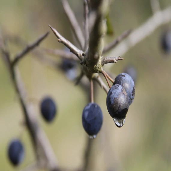 Prunus spinosa - Kökény
