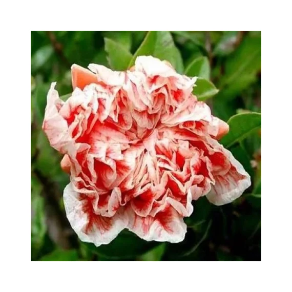 Punica granatum 'Legrelliae' – Teltvirágú dísz-gránátalma