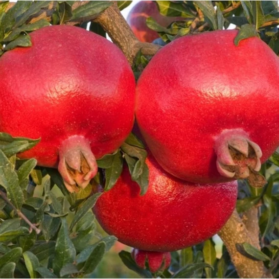 Punica granatum 'Hicaz' - Gránátalma (termős)
