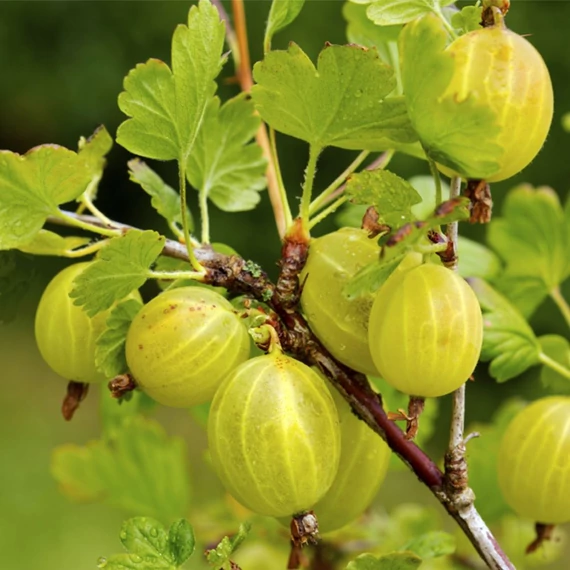 Ribes glossularia/uva-crispa 'Hinnomaki Sárga/Gelb/Gul' - Egres