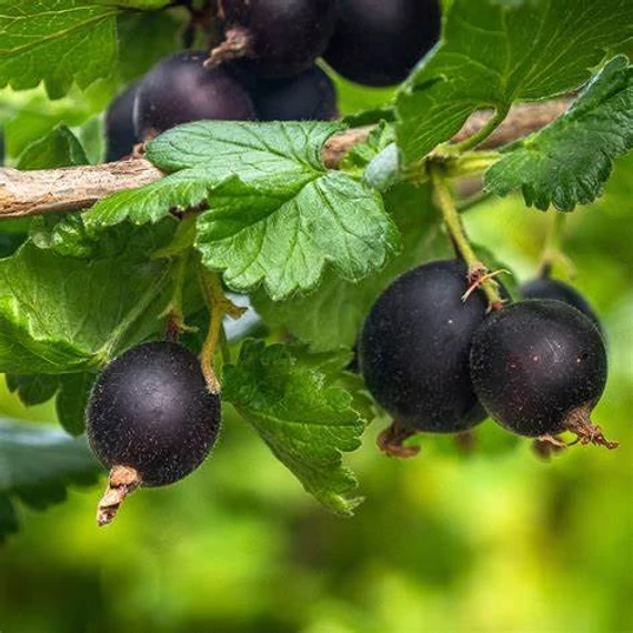 Ribes nidigrolaria - Josta