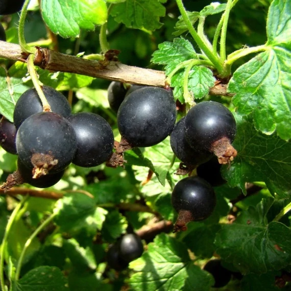 Ribes nidigrolaria - Josta