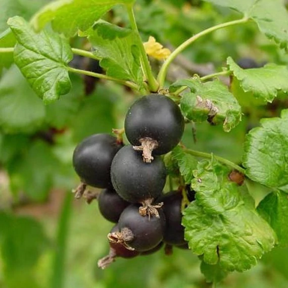Ribes nidigrolaria - Josta