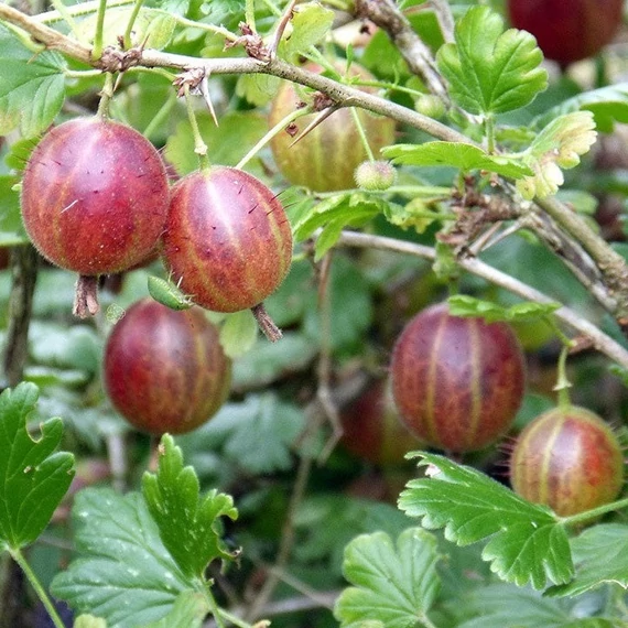 Ribes glossularia/uva-crispa 'Hinnomaki Piros/Rot' - Egres