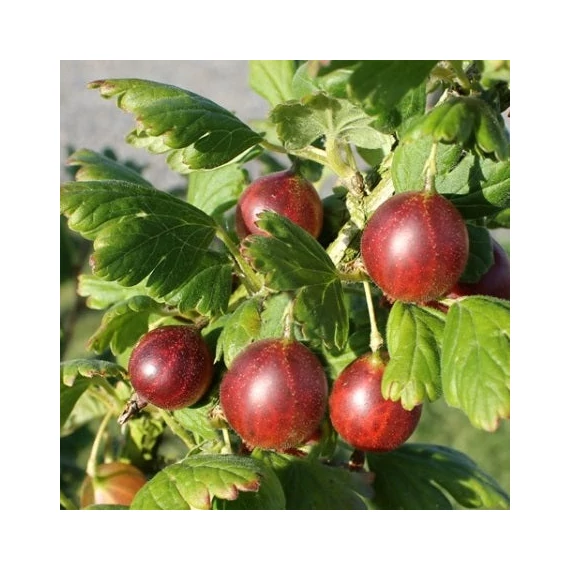 Ribes glossularia/uva-crispa 'Hinnomaki Piros/Rot' - Egres
