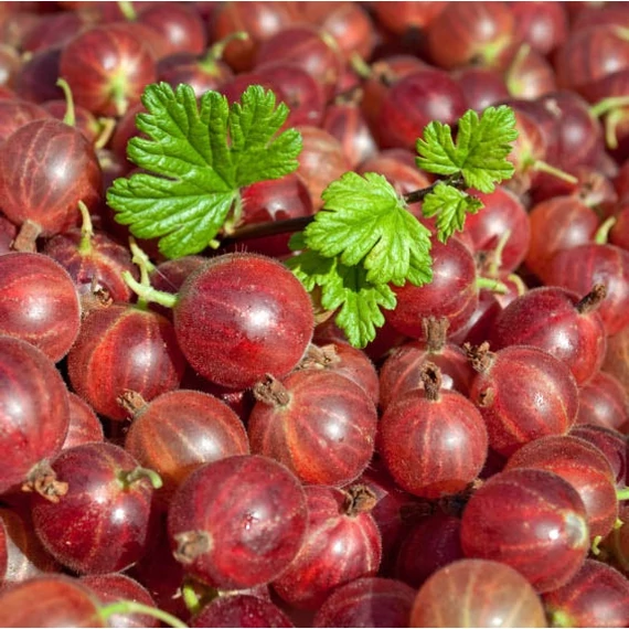 Ribes glossularia/uva-crispa 'Hinnomaki Piros/Rot' - Egres