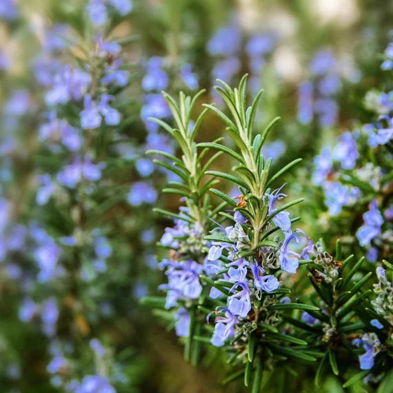 Rosmarinus officinalis - Rozmaring