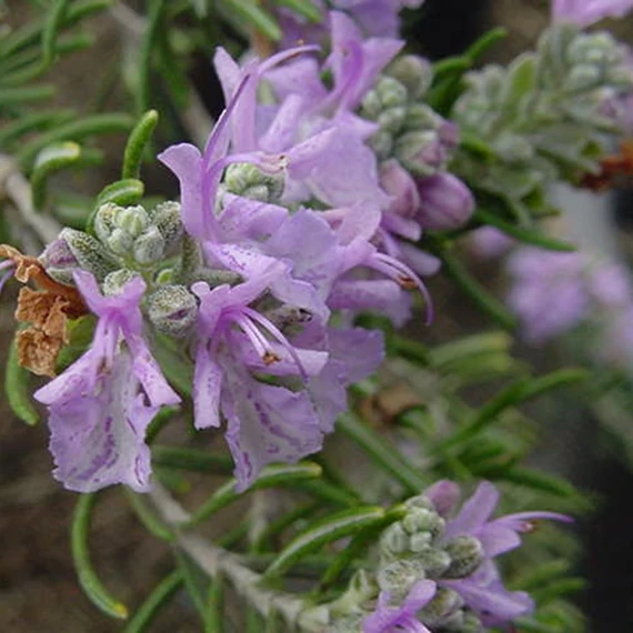 Rosmarinus officinalis - Rozmaring