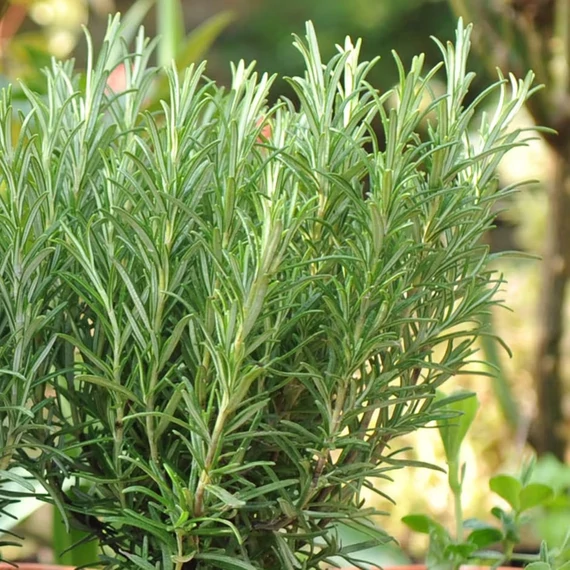 Rosmarinus officinalis - Rozmaring