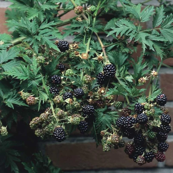 Rubus fruticosus 'Black Satin' - Tüskétlen fekete szeder