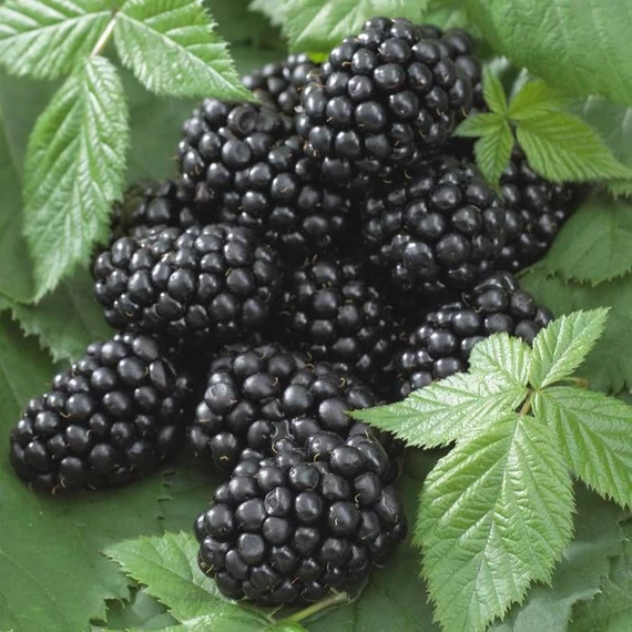 Rubus fruticosus 'Black Satin' - Tüskétlen fekete szeder