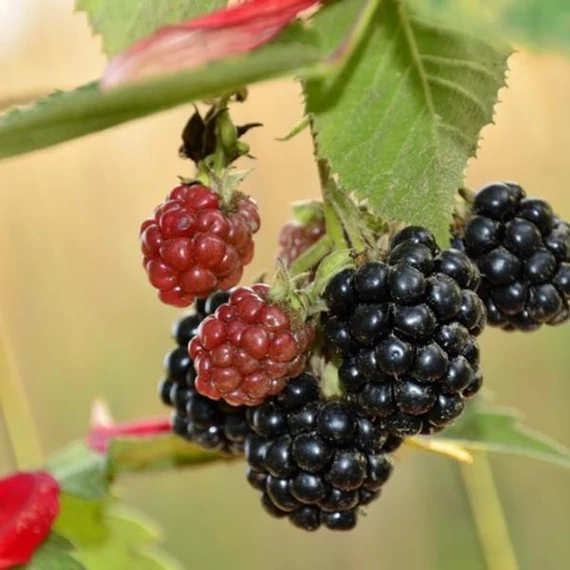 Rubus fruticosus 'Black Satin' - Tüskétlen fekete szeder
