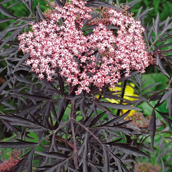 Sambucus nigra 'Black Lace' - Bodza