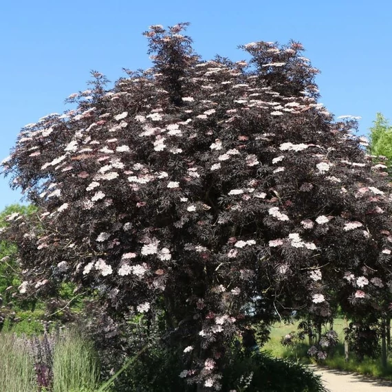 Sambucus nigra 'Black Lace' - Bodza