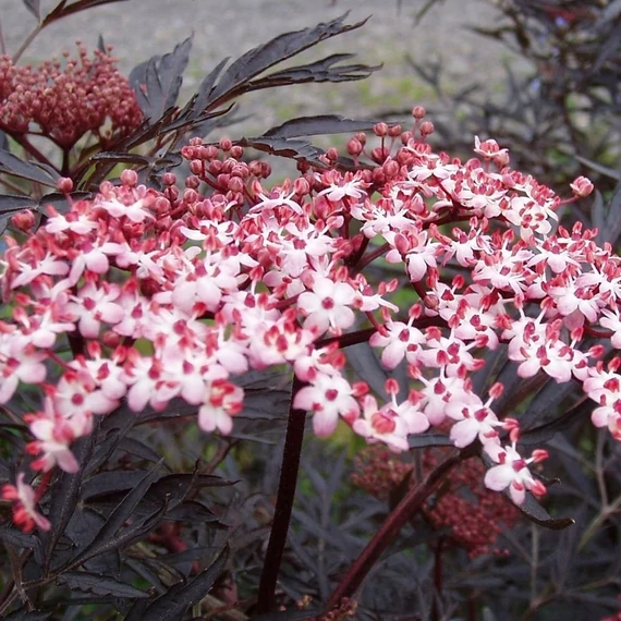 Sambucus nigra 'Black Lace' - Bodza