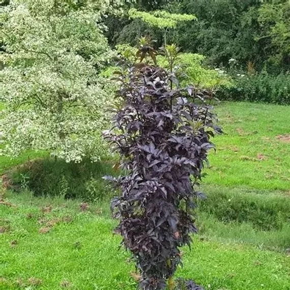 Sambucus nigra 'Black Tower' - Bodza