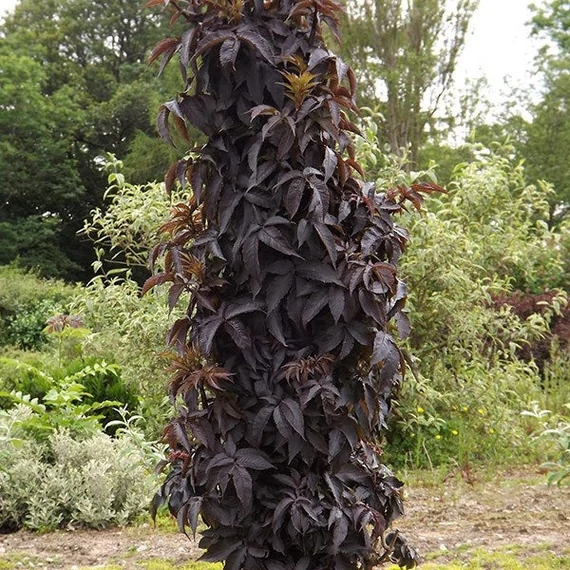 Sambucus nigra 'Black Tower' - Bodza