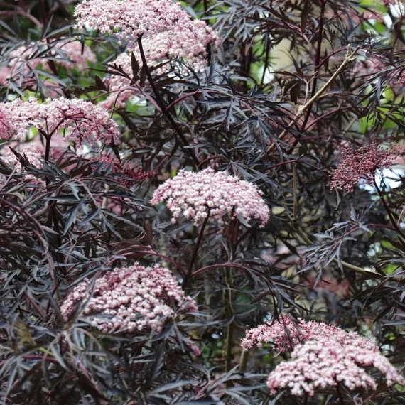 Sambucus nigra 'Black Tower' - Bodza