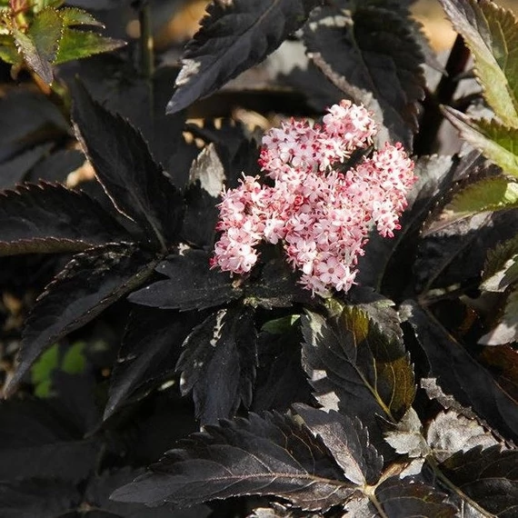 Sambucus nigra 'Black Tower' - Bodza