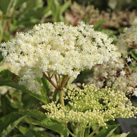 Sambucus nigra 'Haschberg' - Bodza