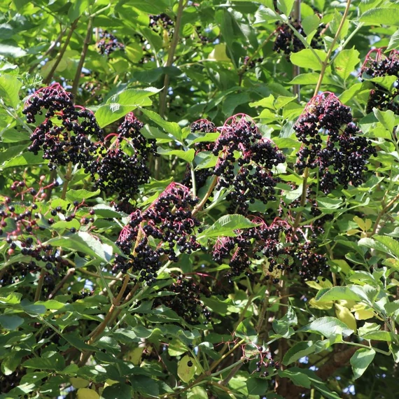 Sambucus nigra 'Haschberg' - Bodza