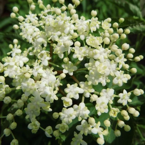 Sambucus nigra 'Sampo' - Bodza