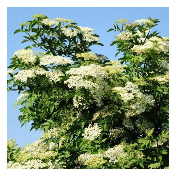 Sambucus nigra 'Sampo' - Bodza