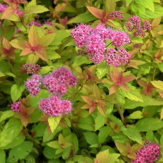 Spiraea japonica 'Golden Carpet' – Japán gyöngyvessző